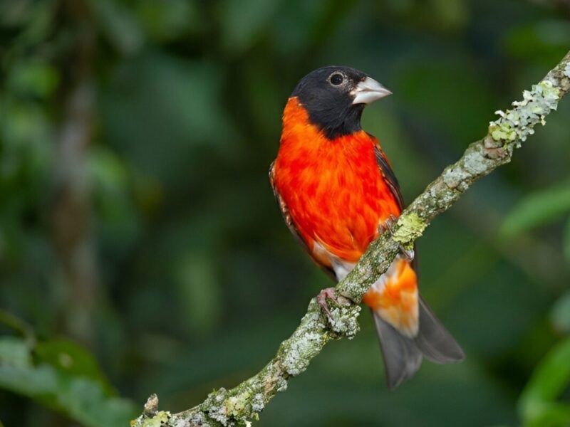 El Cardenalito es oficialmente la especie más amenazada de Venezuela
