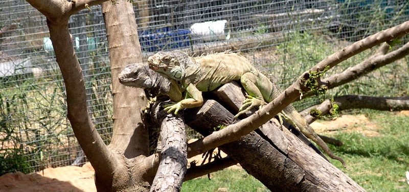 Inauguran un reservorio de iguanas para fomentar su preservación en Cojedes