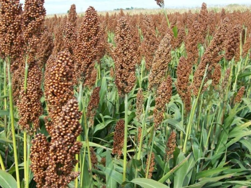 Confeagro: Unos 400 productores impulsan Plan “Vamos con Sorgo” en Guárico y Portuguesa