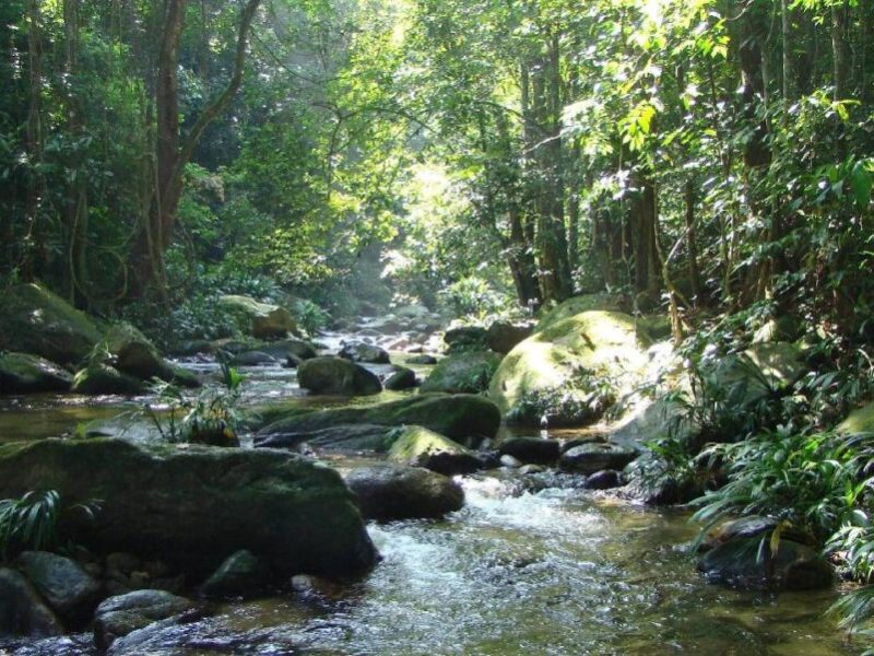 Biólogo detalla cambios en los bosques venezolanos