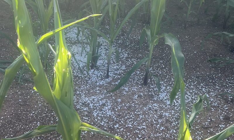 Productores de cereales denuncian mermas en el despacho oportuno de urea