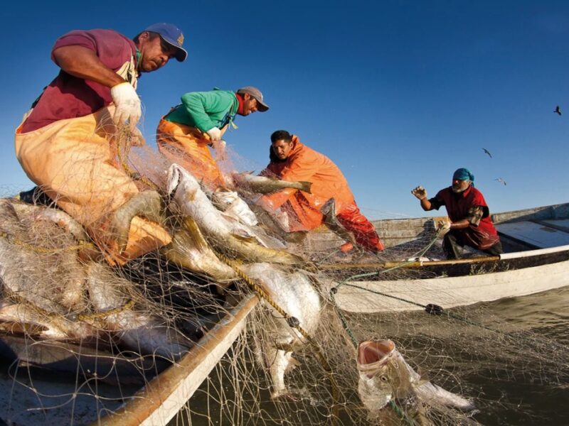 Sector pesca y acuicultura creció un 15% durante los primeros meses de 2026