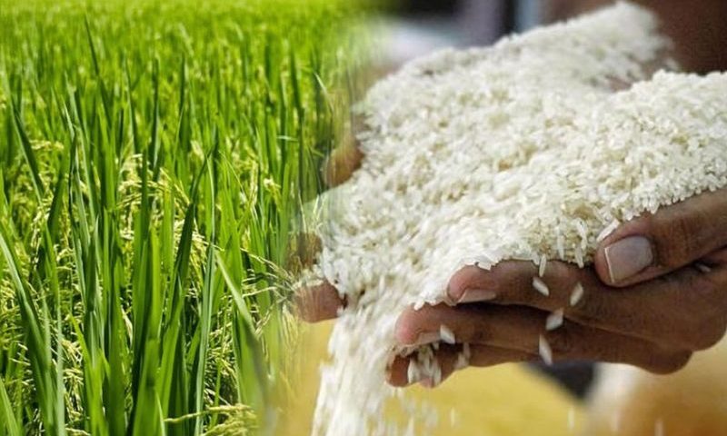 Latini advierte que desorden en importaciones frena al 50% la siembra de arroz en Portuguesa y Guárico