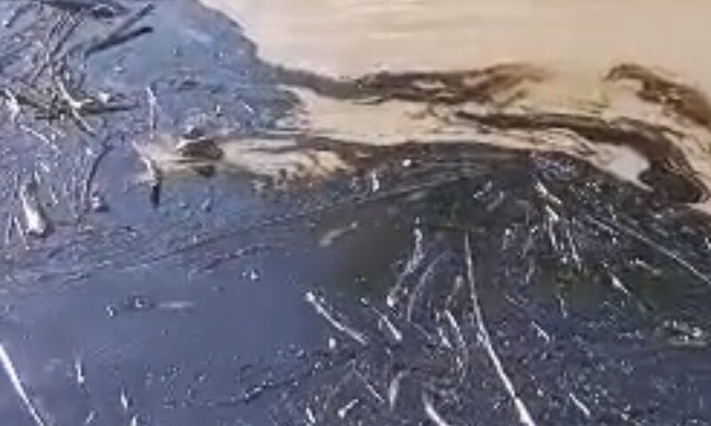 Alertan riesgo en sistemas de riego y ganadería de Santa Rosalía por presencia de residuos de crudo en el río Portuguesa