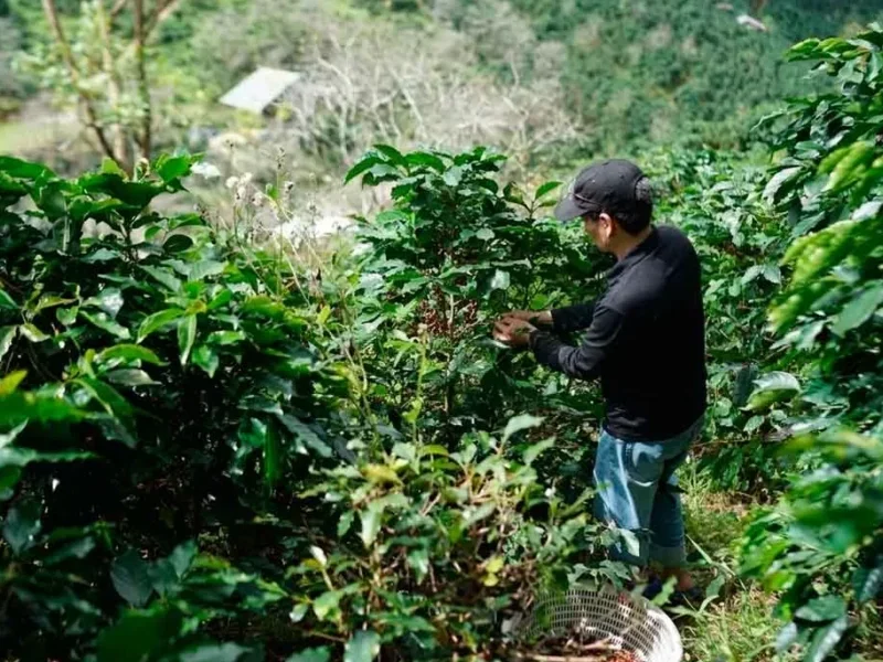AgriculturaAgroproductores garantizan suministro de alimentos en el país