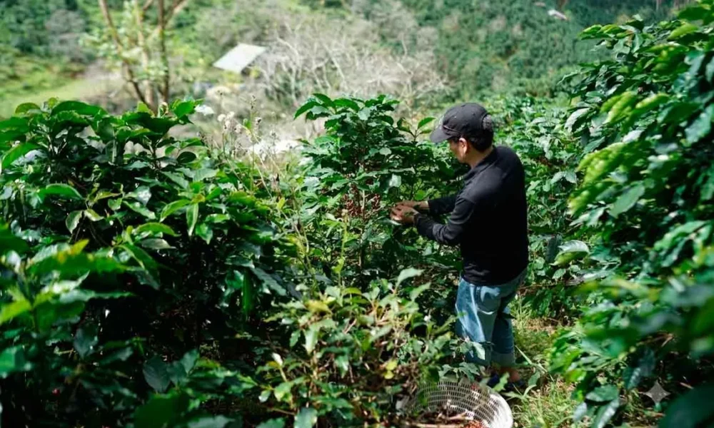 AgriculturaAgroproductores garantizan suministro de alimentos en el país