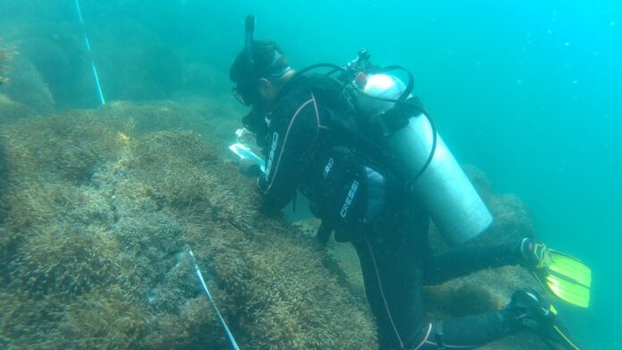 Avanza la lucha contra el coral invasor en las costas venezolanas