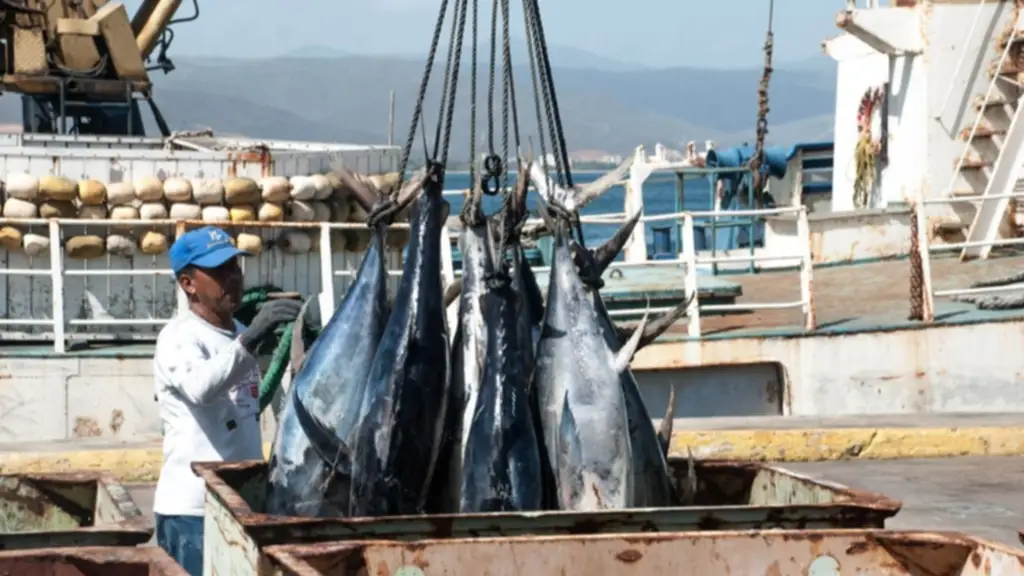 Ministerio de Pesca activa sistema digital para simplificar trámites de los trabajadores del mar