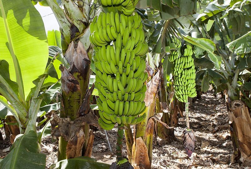 Contrabando de plátano colombiano afecta a productores nacionales