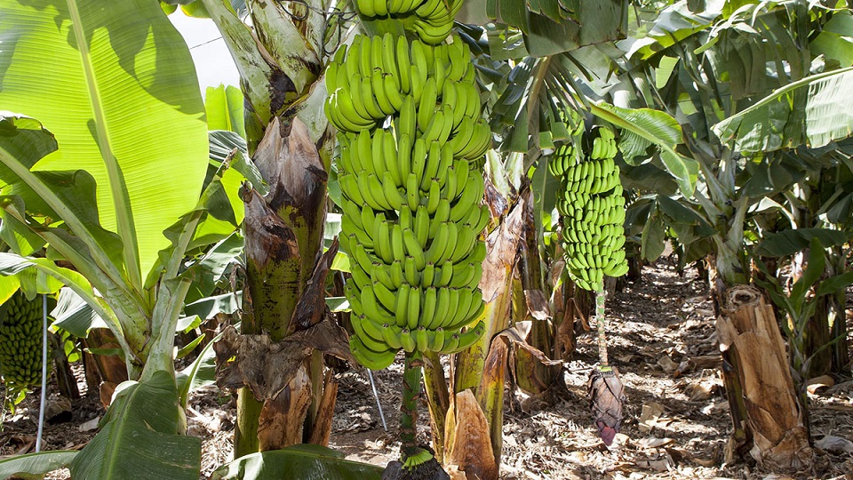 Contrabando de plátano colombiano afecta a productores nacionales