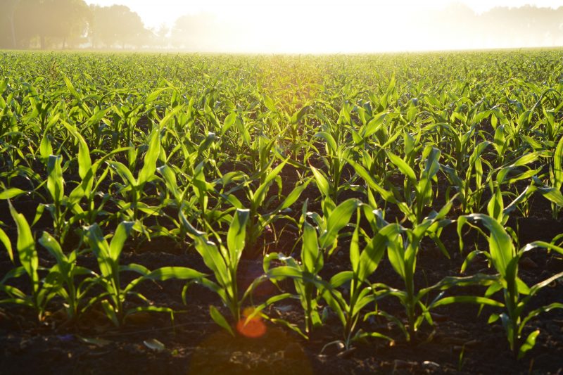 AgriculturaAgroproductores Venezuela denuncian que el comercio ilícito destruye la producción nacional