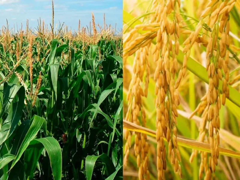 Fedeagro propone política comercial predecible y transparente para proteger cosecha nacional