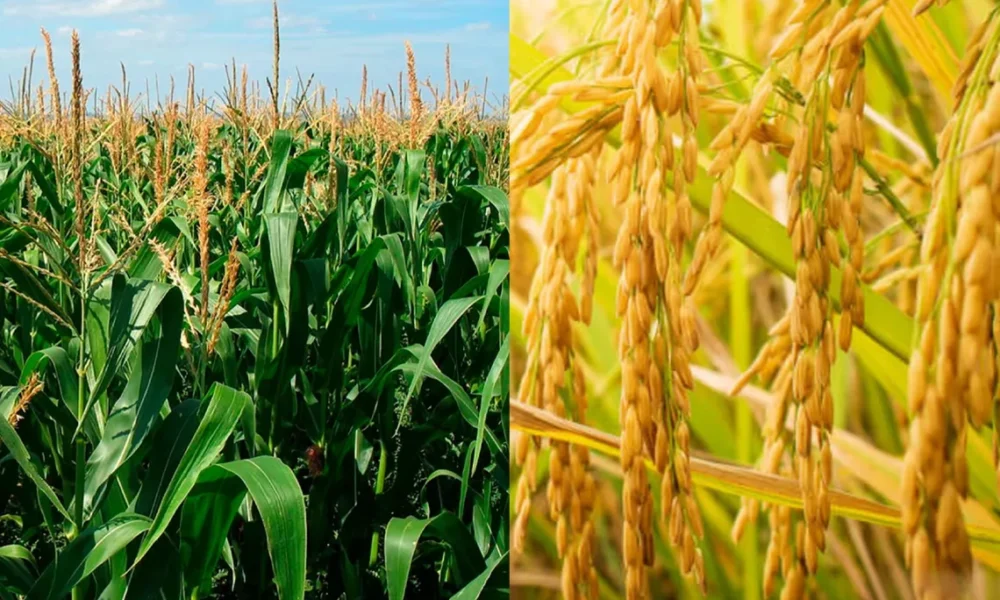 Fedeagro propone política comercial predecible y transparente para proteger cosecha nacional