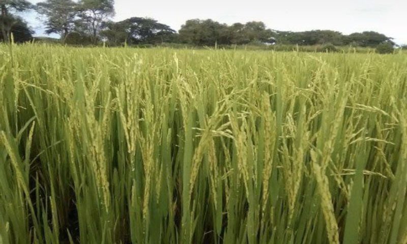 Sviaa reitera compromiso y apoyo con el sistema agroalimentario del país
