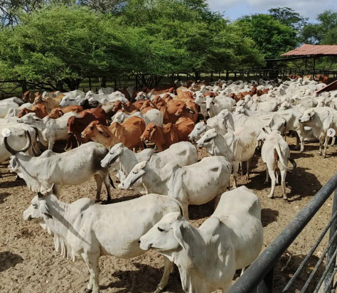 Fedenaga garantiza el suministro de carne y leche en el país