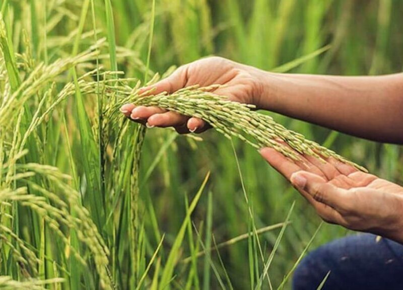 Productores de arroz de Guárico y Portuguesa estiman pérdidas de $60 millones