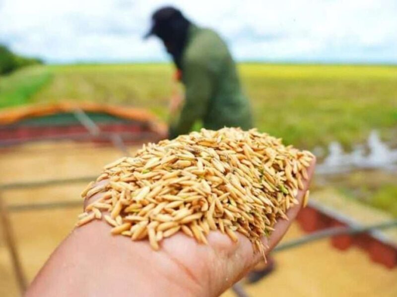 Acuerdan control de importaciones durante periodos de cosecha de arroz