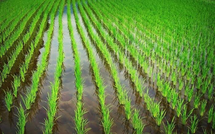 Productores alertan falta de acuerdo para el precio del arroz de cara a la cosecha