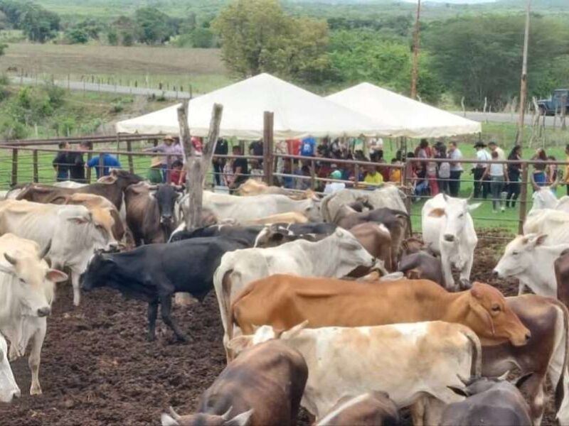Padrino López: en 120 días se tendrá caracterizado el ganado venezolano