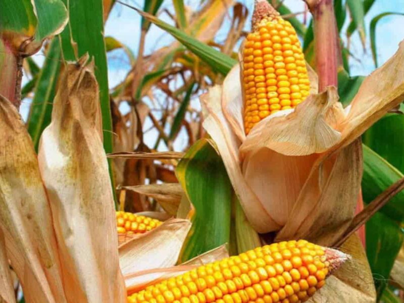 Producción de maíz garantiza harina por 10 meses