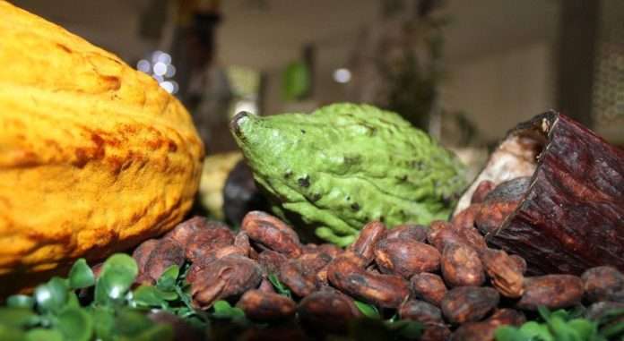 Táchira se proyecta como potencia cacaotera