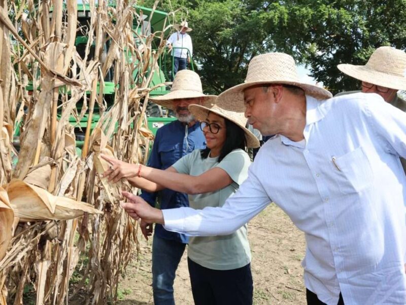 Producción de arroz aumentó a 65.000 toneladas este año en el estado Portuguesa