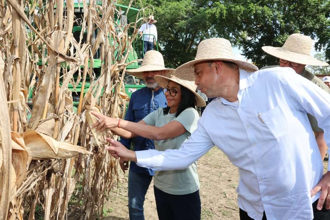 Producción de arroz aumentó a 65.000 toneladas este año en el estado Portuguesa