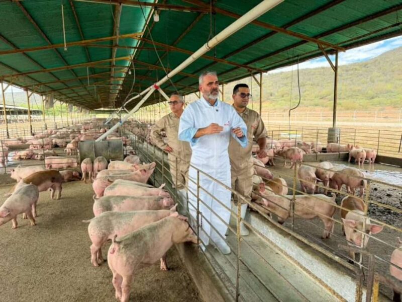 Sector porcino garantiza abastecimiento y prevé crecimiento sostenido para el cierre de año