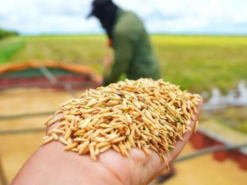 Productores de Portuguesa exigen condiciones agrícolas rentables