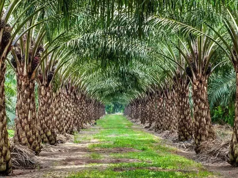FEPALVEN presenta anteproyecto de ley para blindar el sector palmicultor