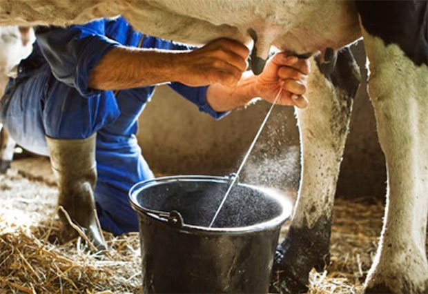 Crisis eléctrica y de gasoil impactan la producción de leche