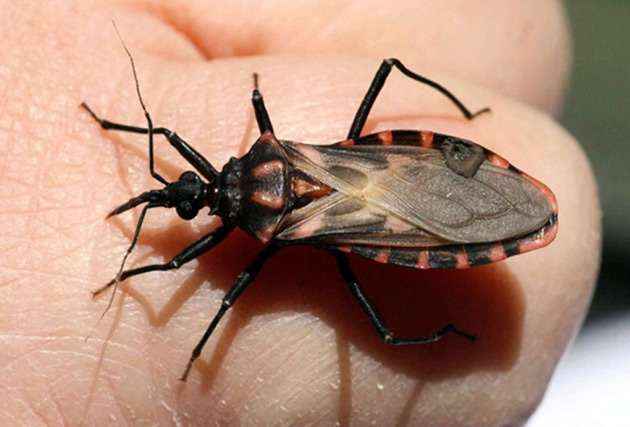 Especialistas advierten de aumento del mal de chagas por consumo de jugos artesanales contaminados