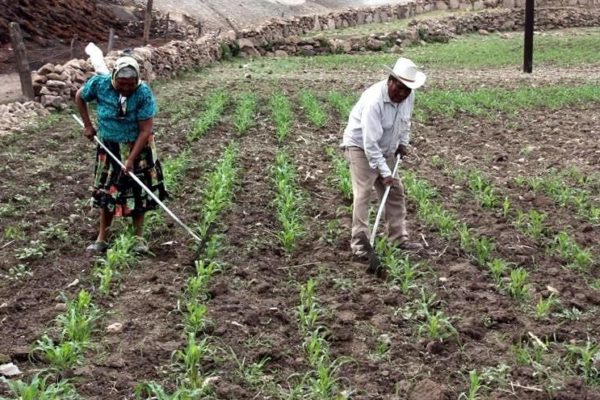 Gobierno vigilará precios de insumos agrícolas para “proteger” rentabilidad de los productores
