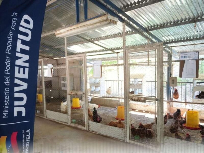 Centro Genético de Gallinas Ponedoras fortalece la producción en El Cují
