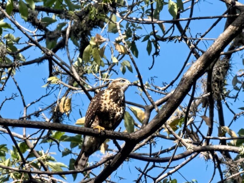 Parque La Estación suma 60 especies de aves