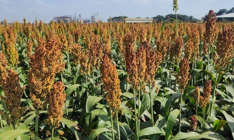 El sorgo toma impulso en Portuguesa: Fedeagro destaca reactivación del rubro e innovaciones para el campo